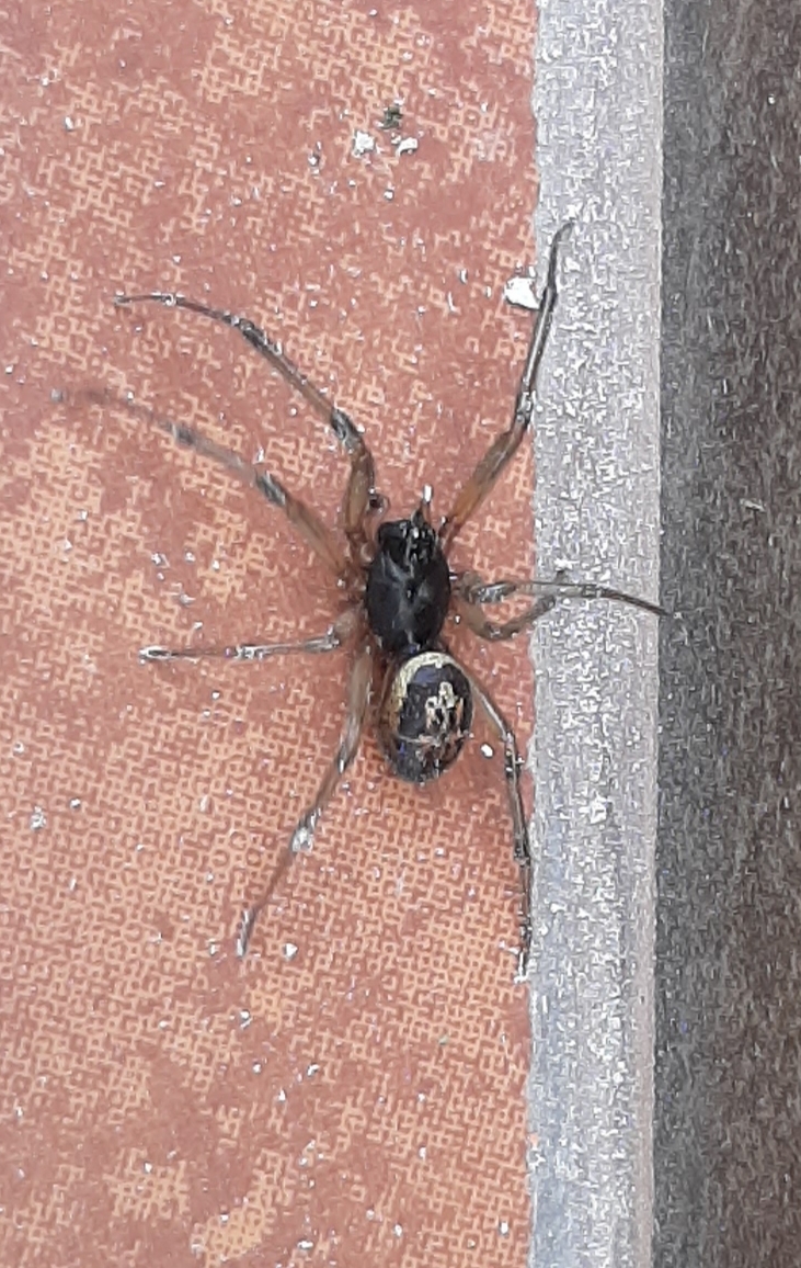 Steatoda image