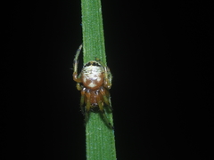 Bijoaraneus mitificus