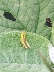 Acrididae
