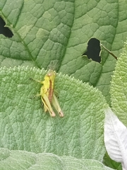 Acrididae
