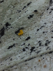 Coccinella septempunctata