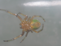 Bijoaraneus mitificus