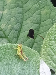 Acrididae