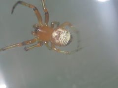 Bijoaraneus mitificus