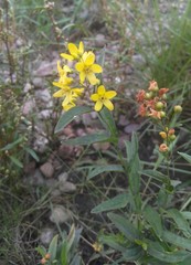 Lysimachia davurica