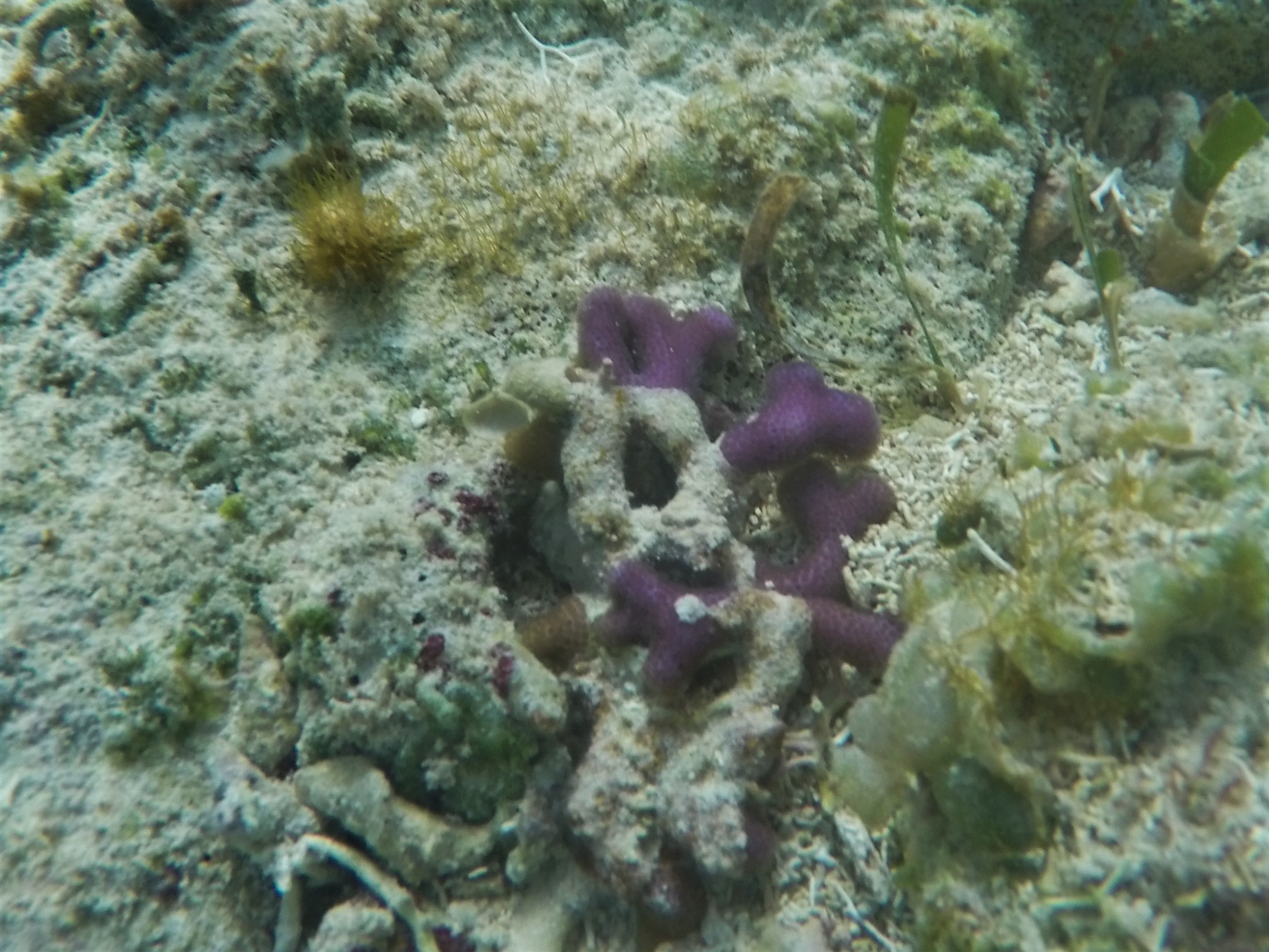 Porites furcata Lamarck, 1816