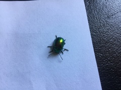 Chrysolina herbacea