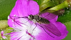 Phthiriinae