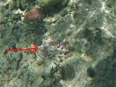 Porites furcata