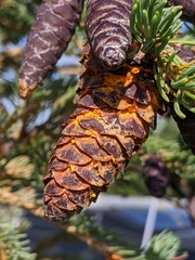 Rossmanomyces pyrolae