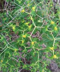 Euphorbia acanthothamnos