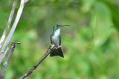 Chrysuronia leucogaster
