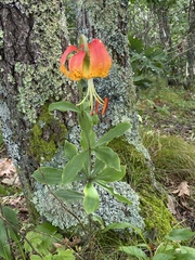 Lilium michauxii