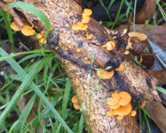 Favolaschia calocera