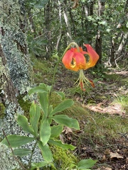 Lilium michauxii