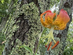Lilium michauxii