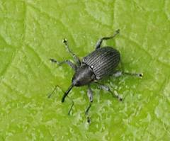 Archarius salicivorus