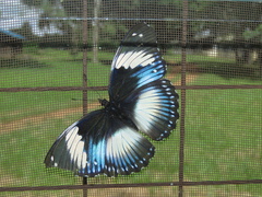 Hypolimnas salmacis magnifica