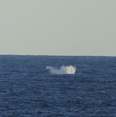 Megaptera novaeangliae