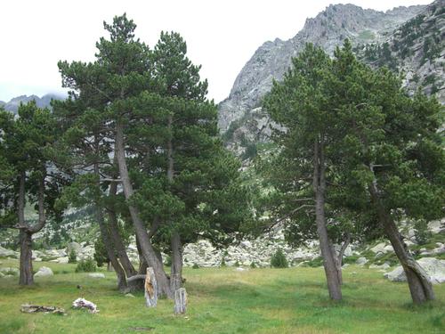 Mountain Pine