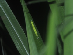 Elymnias hypermnestra