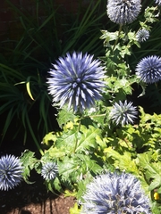 Echinops ritro