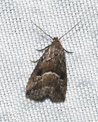 Hypenodes caducus