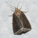 Curved Halter Moth - Photo (c) Josh Vandermeulen, some rights reserved (CC BY-NC-ND), uploaded by Josh Vandermeulen