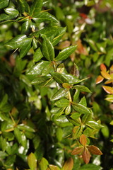 Berberis julianae