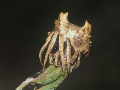 Poltys illepidus