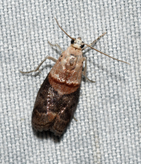 Acrobasis caryalbella