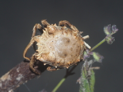 Poltys illepidus