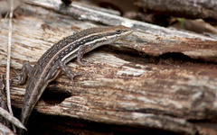 Trachylepis damarana