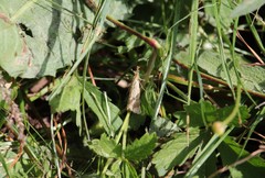 Chrysocrambus linetella