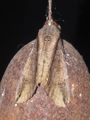Ercheia