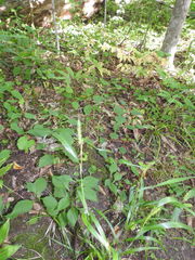 Elymus virginicus virginicus