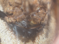 Poltys illepidus