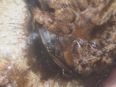 Poltys illepidus