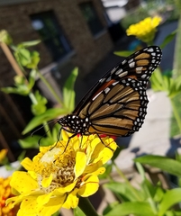 Danaus plexippus