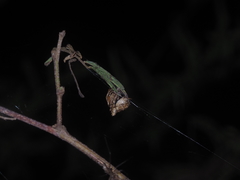 Poltys illepidus