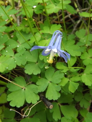 Aquilegia amurensis