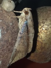 Ercheia