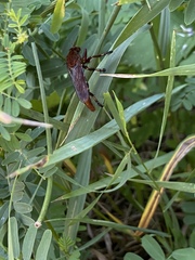 Diogmites basalis