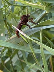 Diogmites basalis