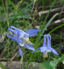 Aquilegia amurensis