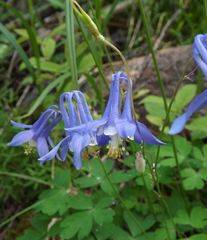 Aquilegia amurensis
