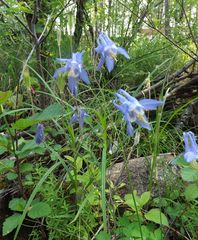 Aquilegia amurensis