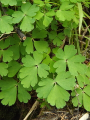 Aquilegia amurensis