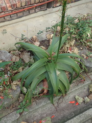 Bulbine latifolia latifolia