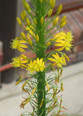 Bulbine latifolia latifolia